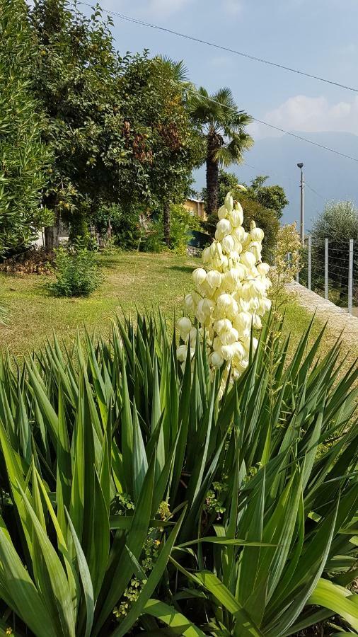 Flora Appartement Moltrasio Buitenkant foto